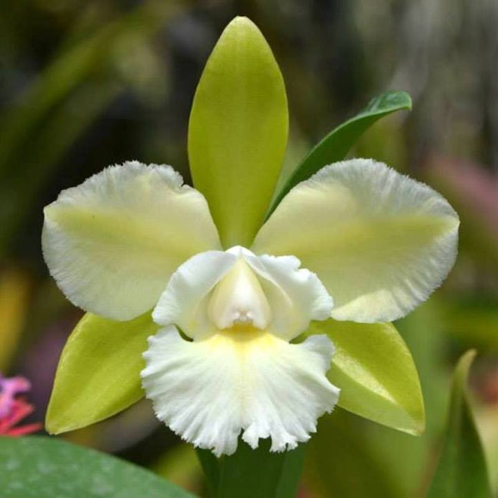 Ctyh. Siam Jade 'Avo' (C. Penny Kuroda × Ctyh. Vienna Woods) parfumata