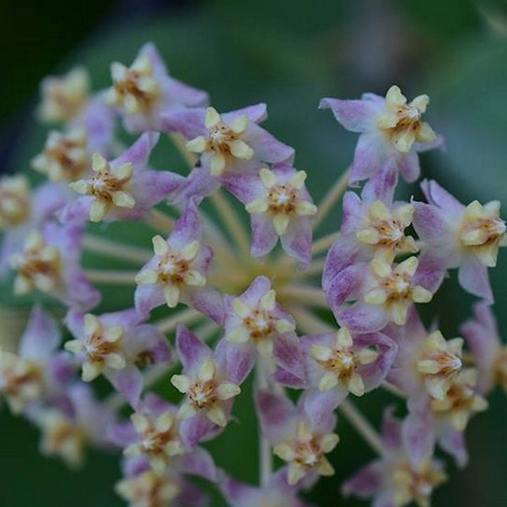 Hoya myrmecopa 'Big leaves'