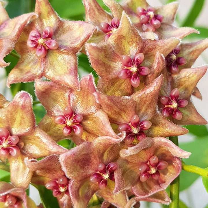 Hoya filiformis