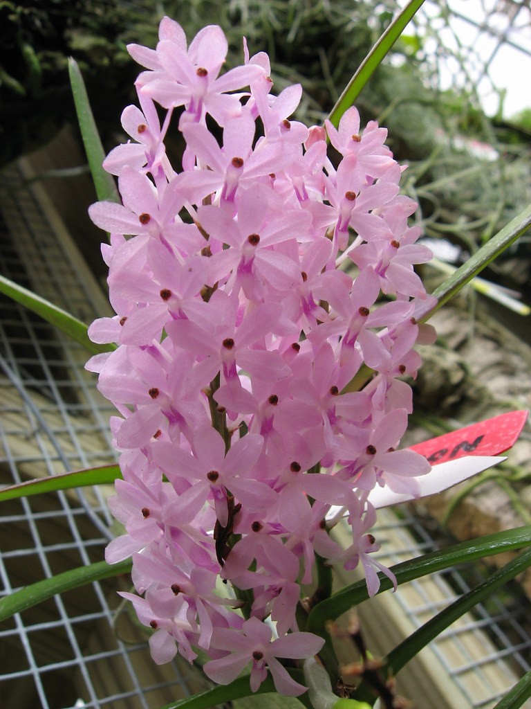Vanda (Ascocentrum) Christensoniana parfumata