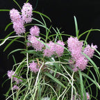 Vanda (Ascocentrum) Christensoniana parfumata