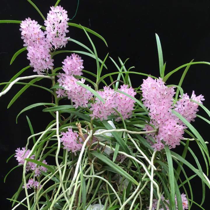 Vanda (Ascocentrum) Christensoniana parfumata