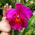 Orhidee Rlc. Cornerstone