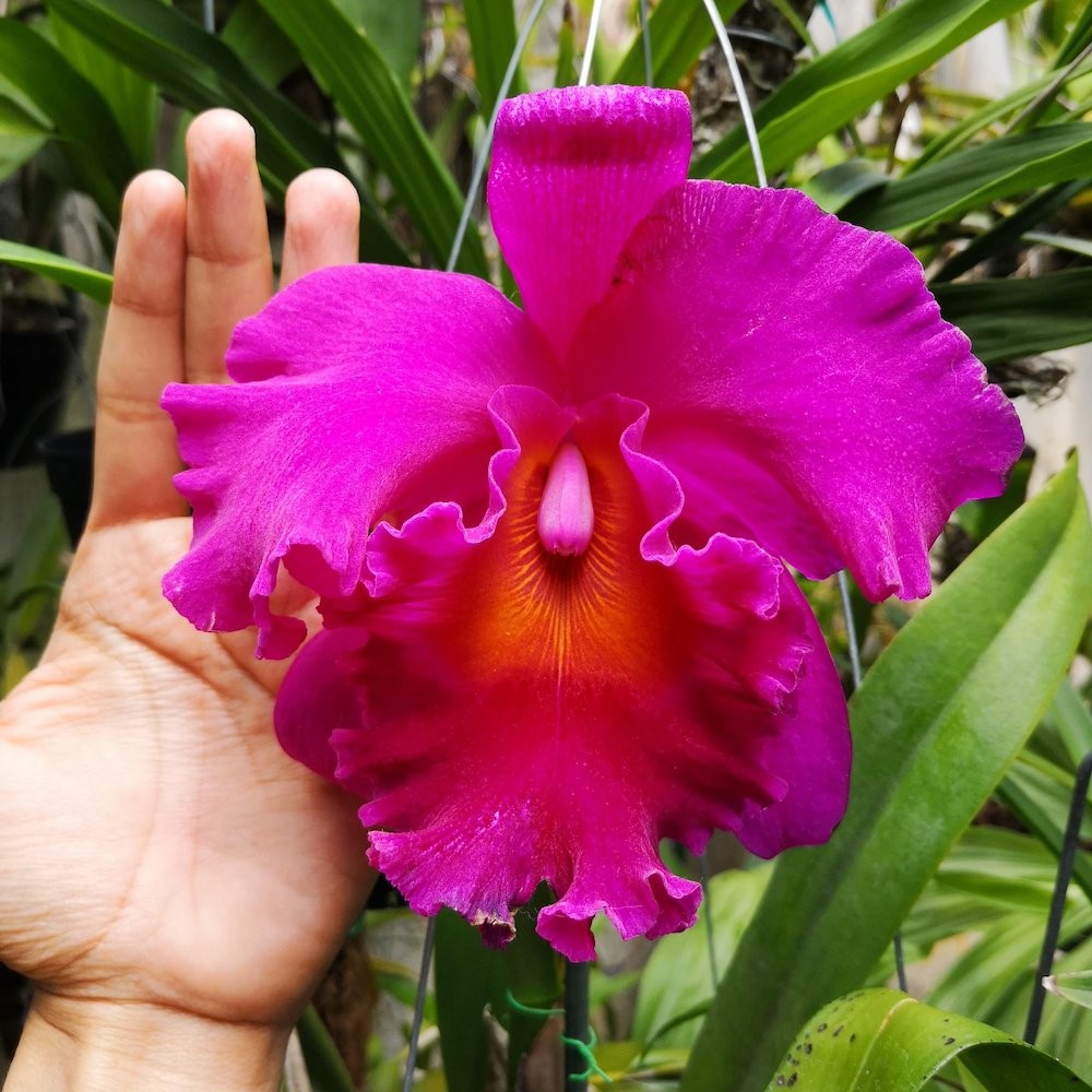 Orhidee Rlc. Cornerstone