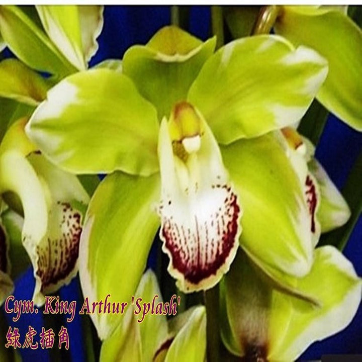 Orhidee Cymbidium King Arthur 'Splash'