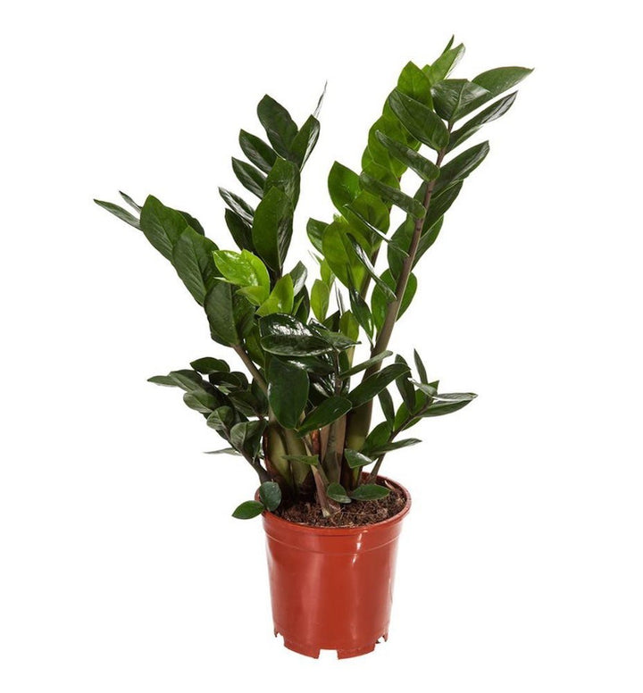 Zamioculcas mic