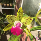 Orhidee Cattlianthe Siamese Doll