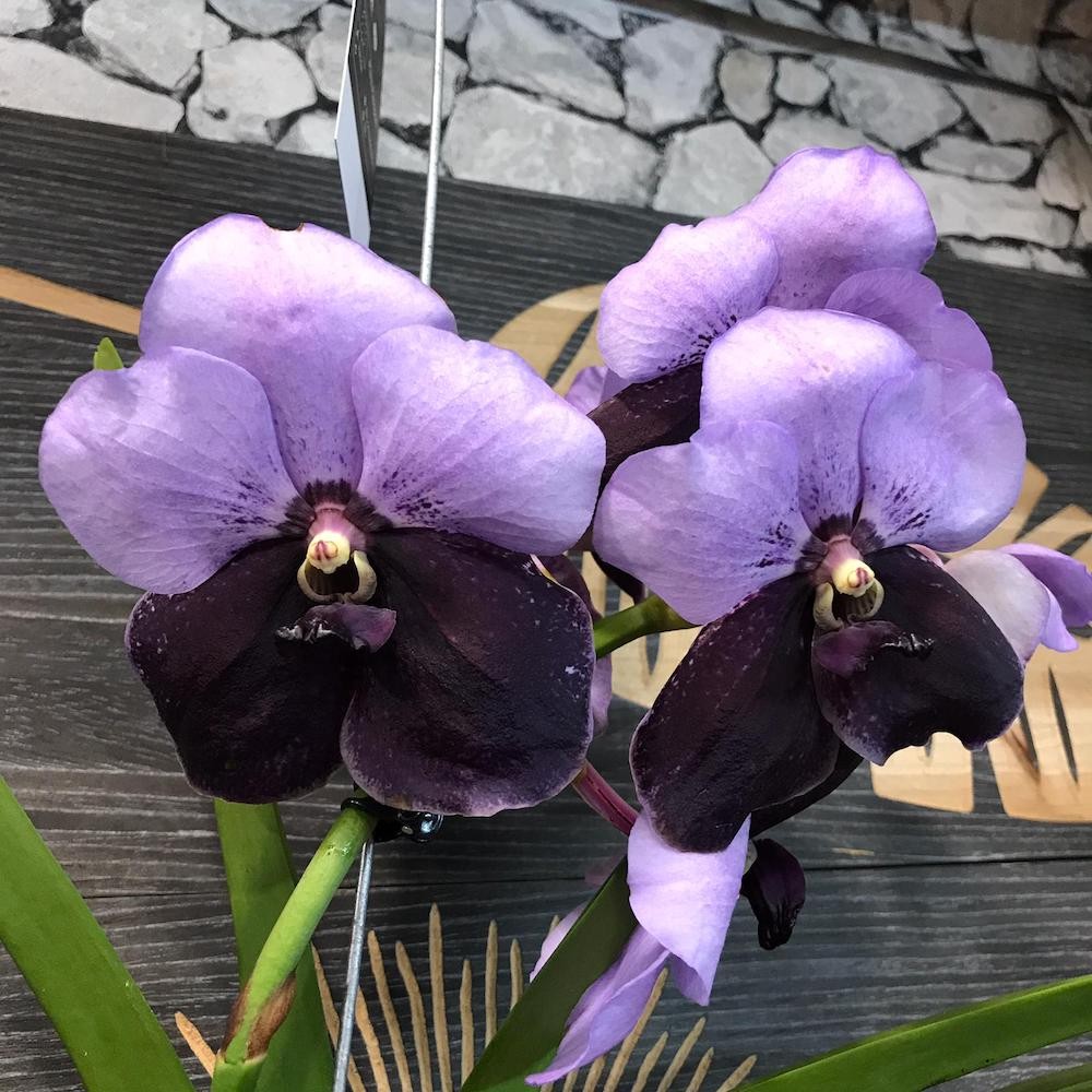 Orhidee Orhidee Vanda Two Tone Purple, pret imbatabil online
