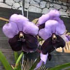 Orhidee Orhidee Vanda Two Tone Purple, pret imbatabil online
