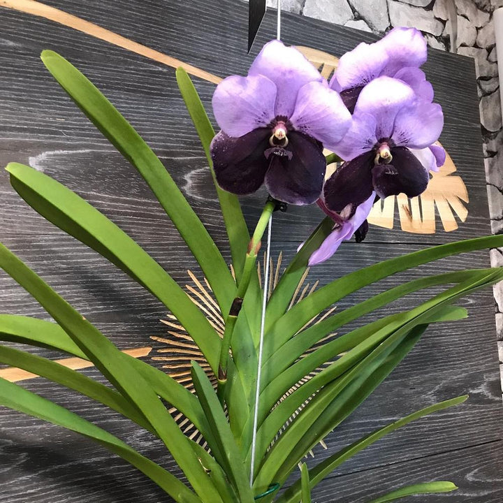 Orhidee Orhidee Vanda Two Tone Purple, pret imbatabil online