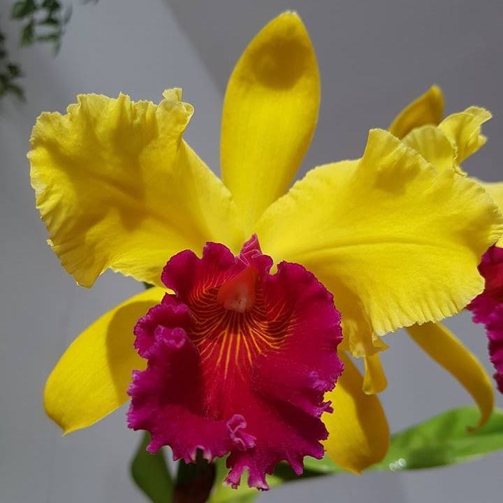 Orhidee Rlc. Alma Kee