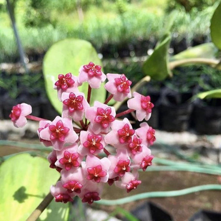 Hoya obovata 'Variegata'