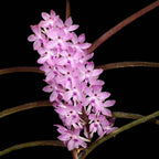 Vanda (Ascocentrum) Christensoniana parfumata
