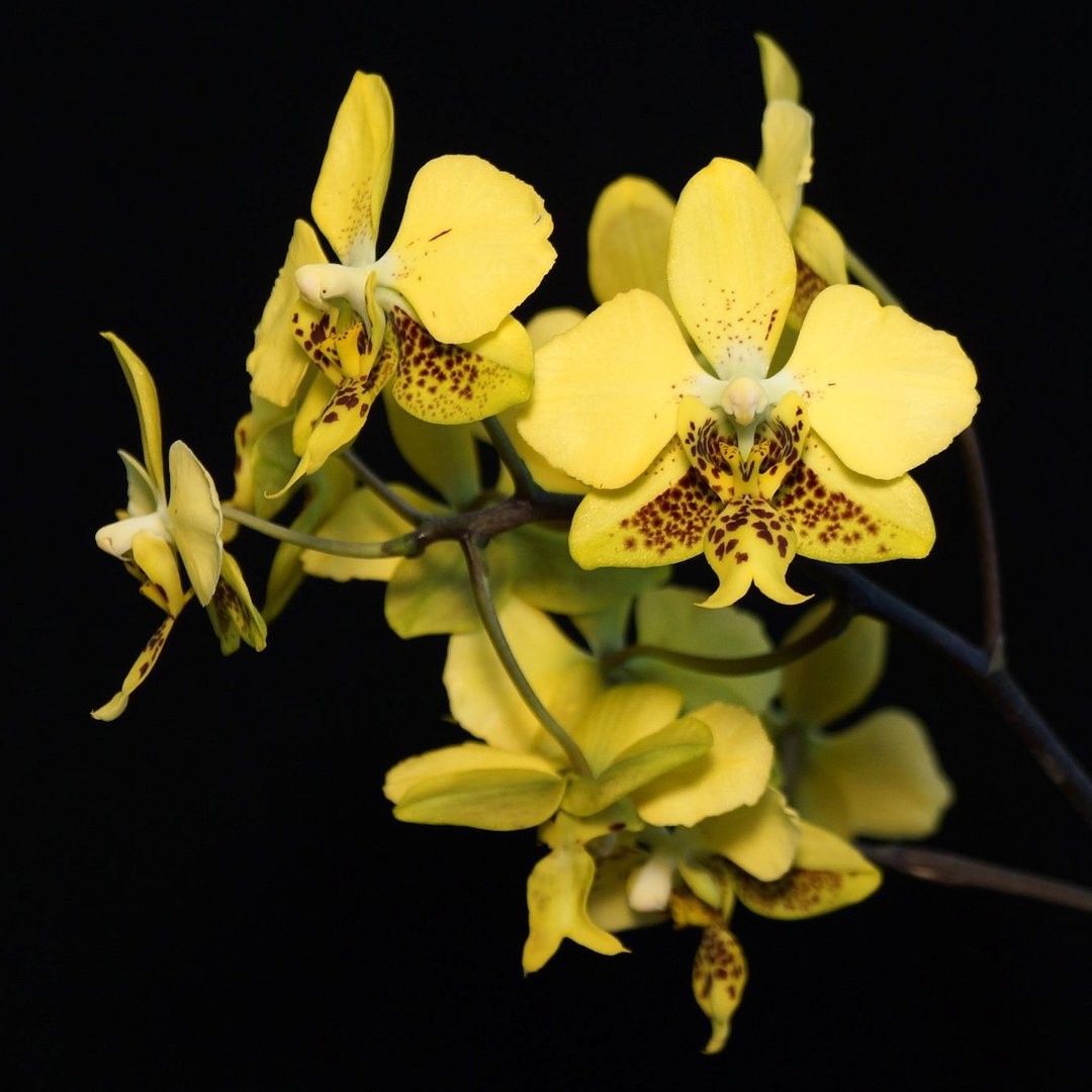 Orhidee Phalaenopsis stuartiana var. nobilis