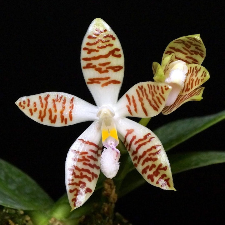 Orhidee Phalaenopsis zebrina