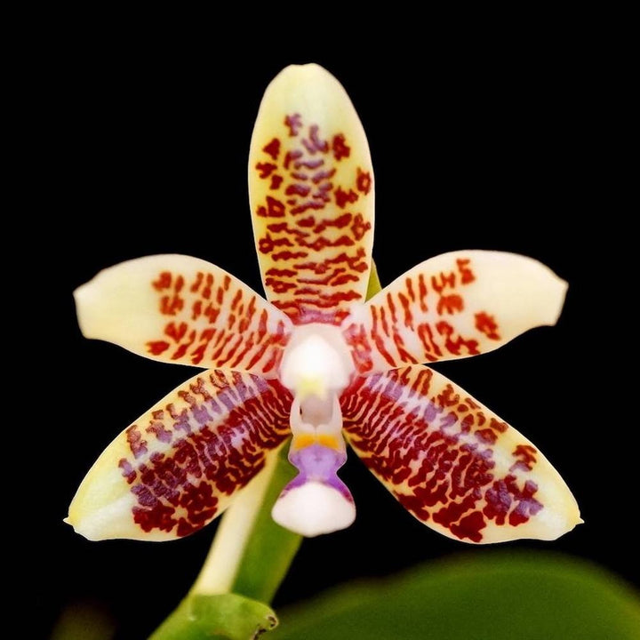 Orhidee Phalaenopsis inscriptiosinensis × sib