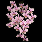 Orhidee Phalaenopsis schilleriana