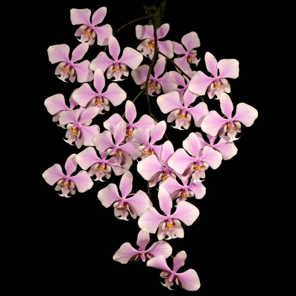 Orhidee Phalaenopsis schilleriana