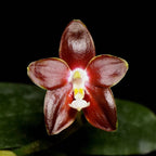 Phalaenopsis venosa 'CH' (Red Form)