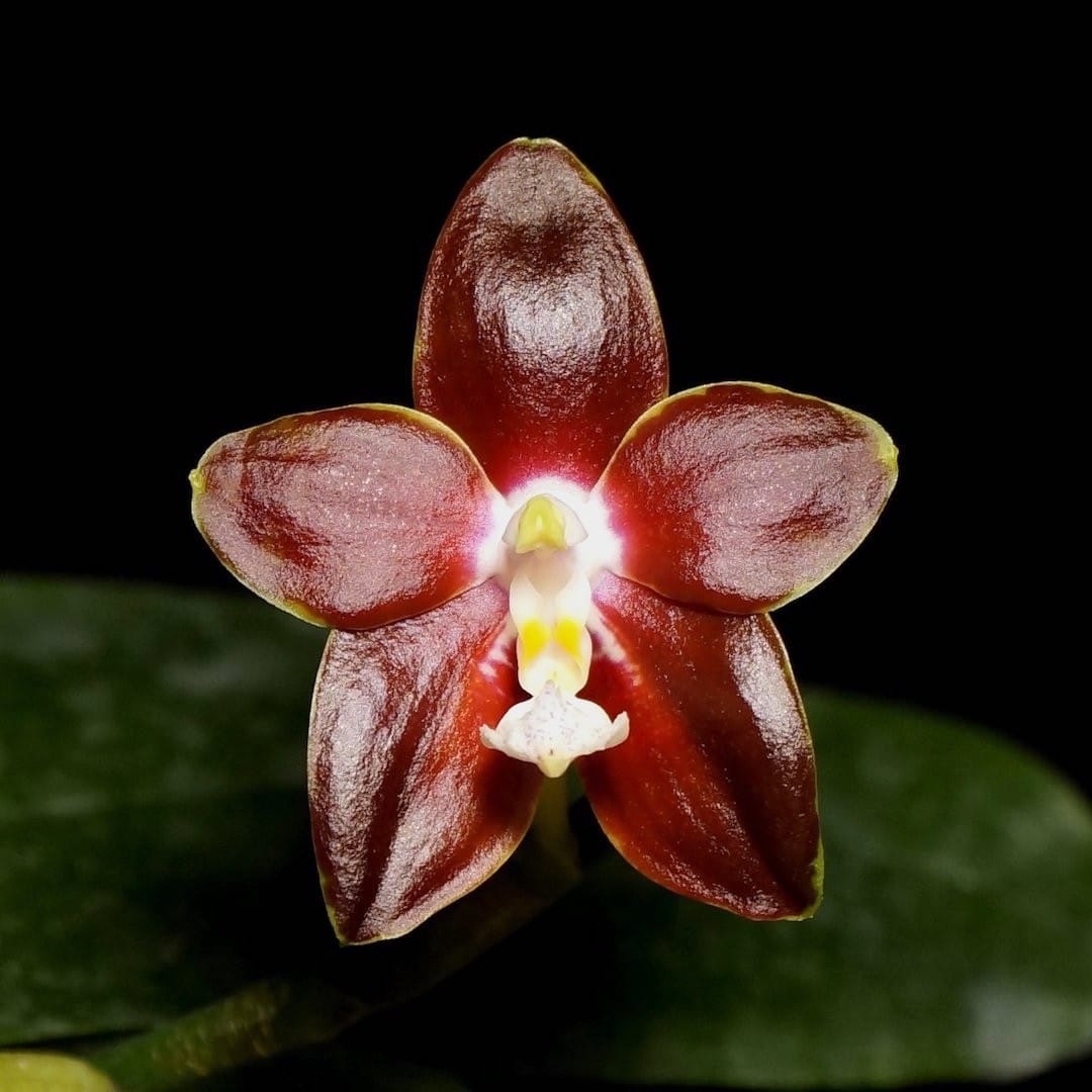 Phalaenopsis venosa 'CH' (Red Form)