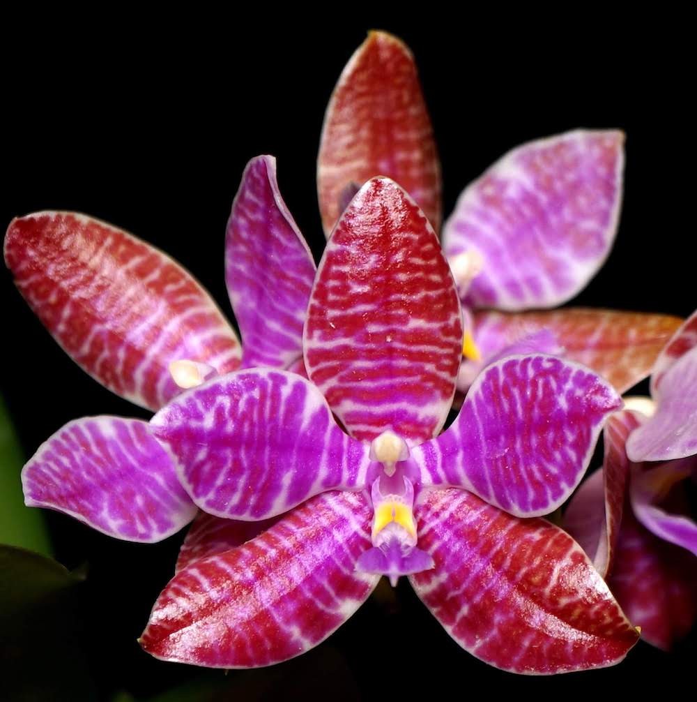 Orhidee Phalaenopsis lueddemaniana