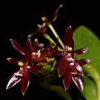 Orhidee Phalaenopsis cornu-cervi var. chattaladae (4N)