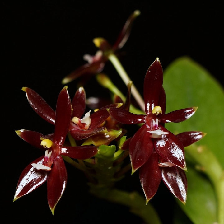 Orhidee Phalaenopsis cornu-cervi var. chattaladae (4N)