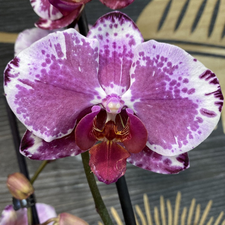 Orhidee Phalaenopsis Veronika - varietate speciala