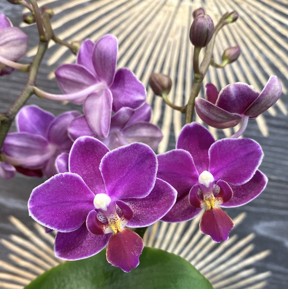 Phalaenopsis Purple Princess multiflora