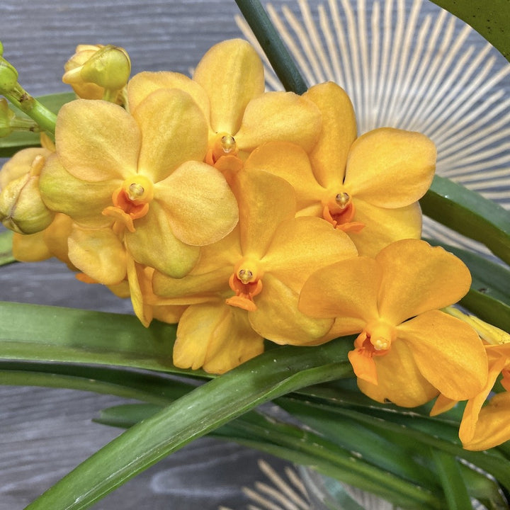 Vanda portocalie Natcha Princess Orange