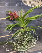 Orhidee Vanda (Tangelo) Peach Mango, de vanzare la pret imbatabi, cu livrare!