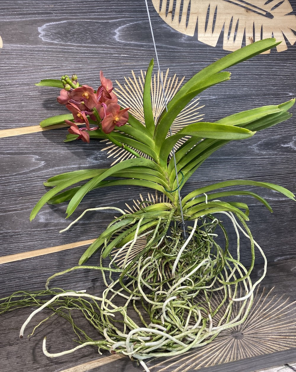 Orhidee Vanda (Tangelo) Peach Mango, de vanzare la pret imbatabi, cu livrare!