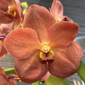 Orhidee Vanda (Tangelo) Peach Mango, de vanzare la pret imbatabi, cu livrare!