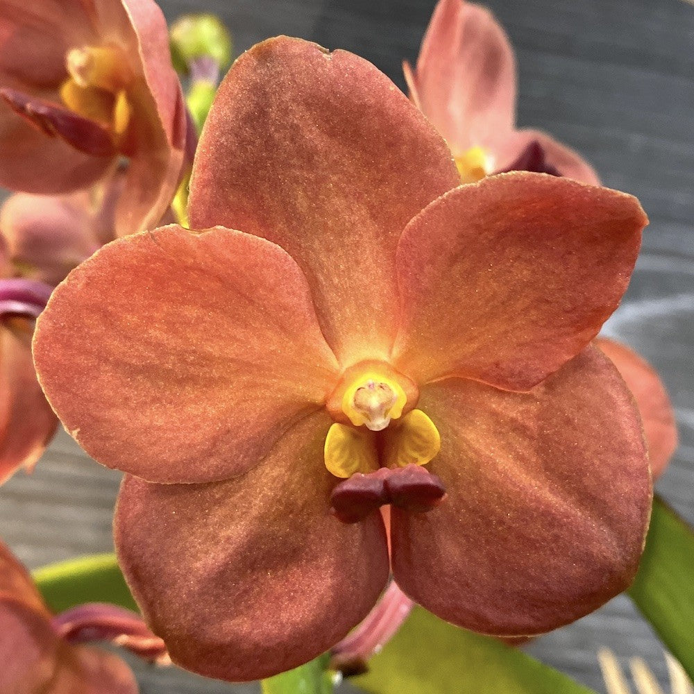 Orhidee Vanda (Tangelo) Peach Mango, de vanzare la pret imbatabi, cu livrare!