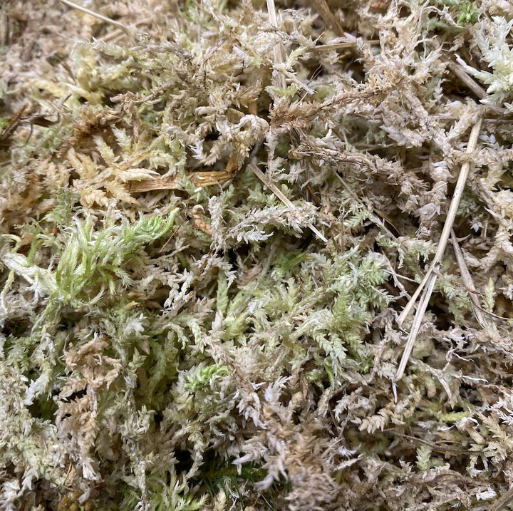 Muschi Sphagnum natural (neprocesat) (100 g)