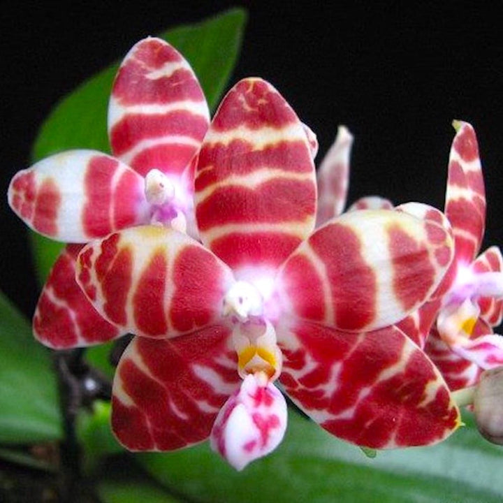 Phalaenopsis amboinensis