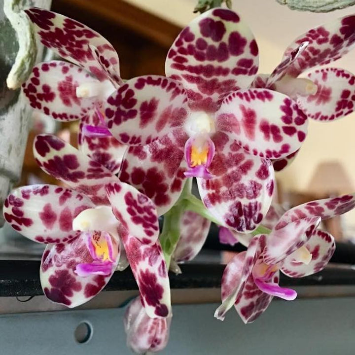 Orhidee Phalaenopsis gigantea, specii rare de orhidee in ghiveci