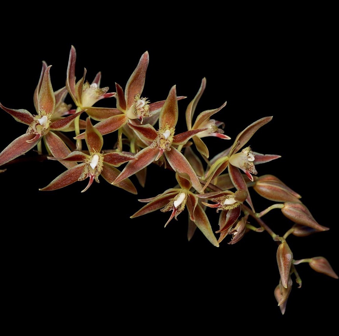 Orhidee Macradenia multiflora