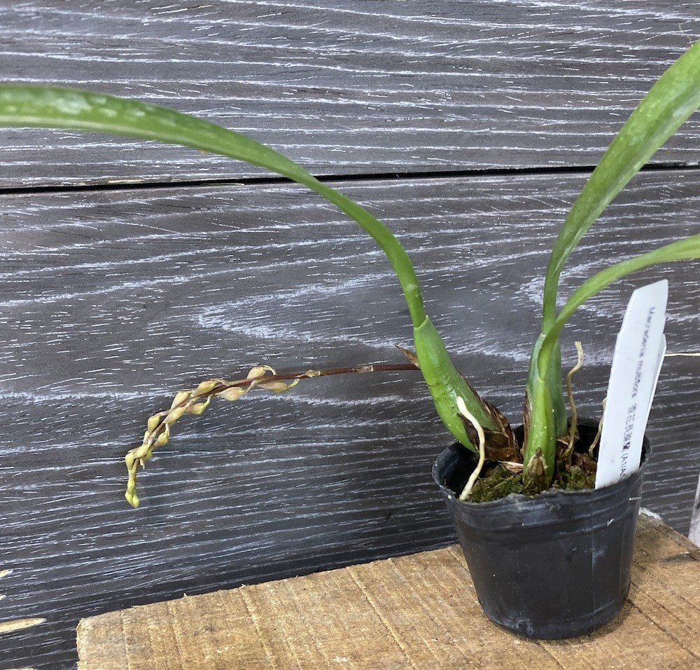 Orhidee Macradenia multiflora