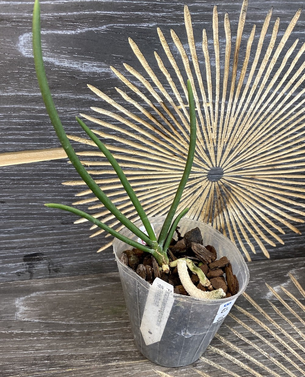 Orhidee Paraphalaenopsis laycockii