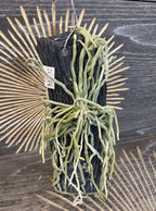 Chiloschista viridiflora