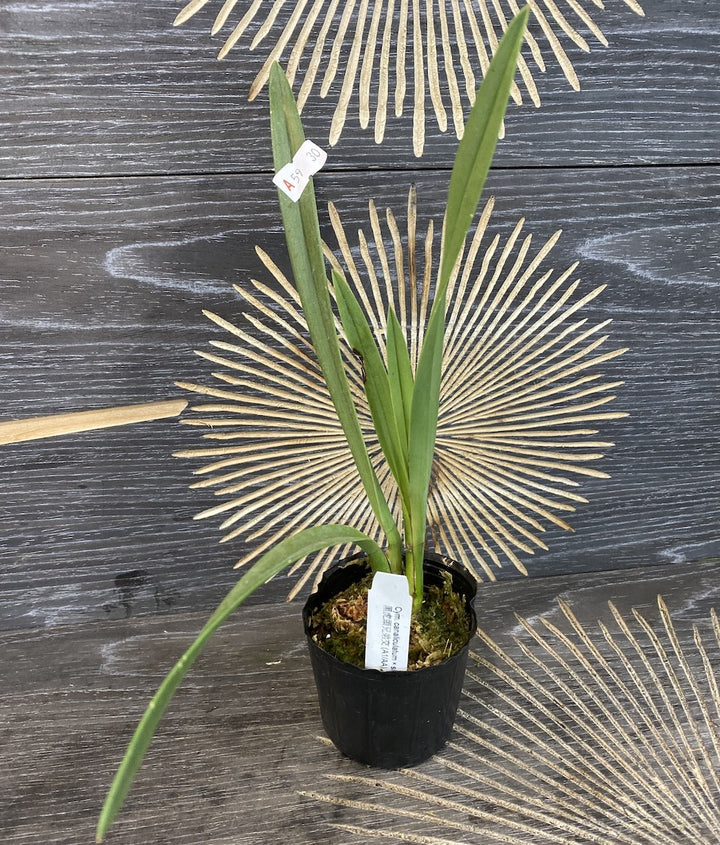 Orhidee Cymbidium canaliculatum