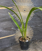 Orhidee Cymbidium King Arthur 'Splash'