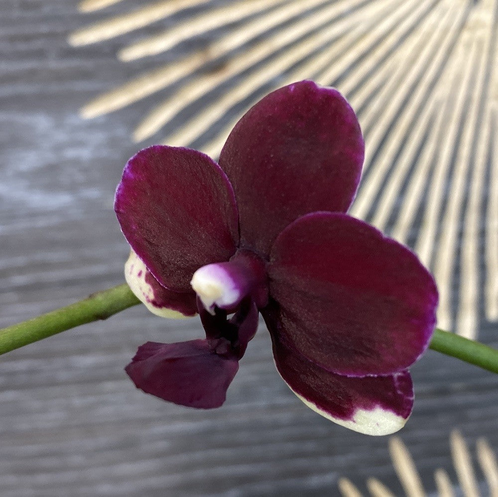 Orhidee Phalaenopsis Taisuco Micky