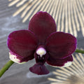 Orhidee Phalaenopsis Taisuco Micky