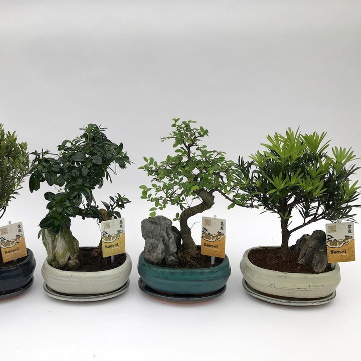 Bonsai de interior cu piatra  disponibil in  magazin online cu pret atractiv