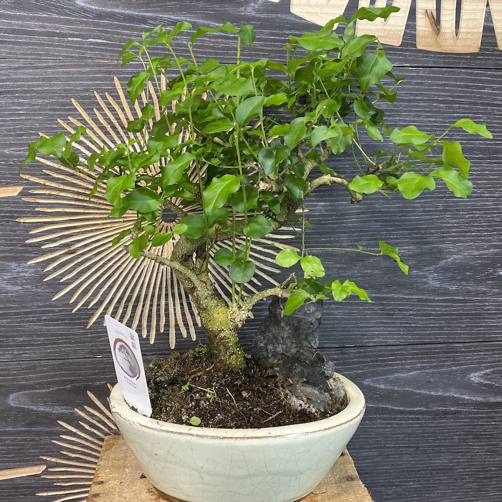 Bonsai Ligustrum Sinensis, bonsai pentru incepatori, cel mai bun pret
