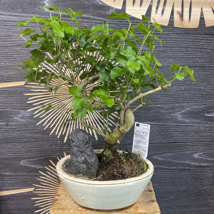 Bonsai Ligustrum Sinensis, bonsai pentru incepatori, cel mai bun pret