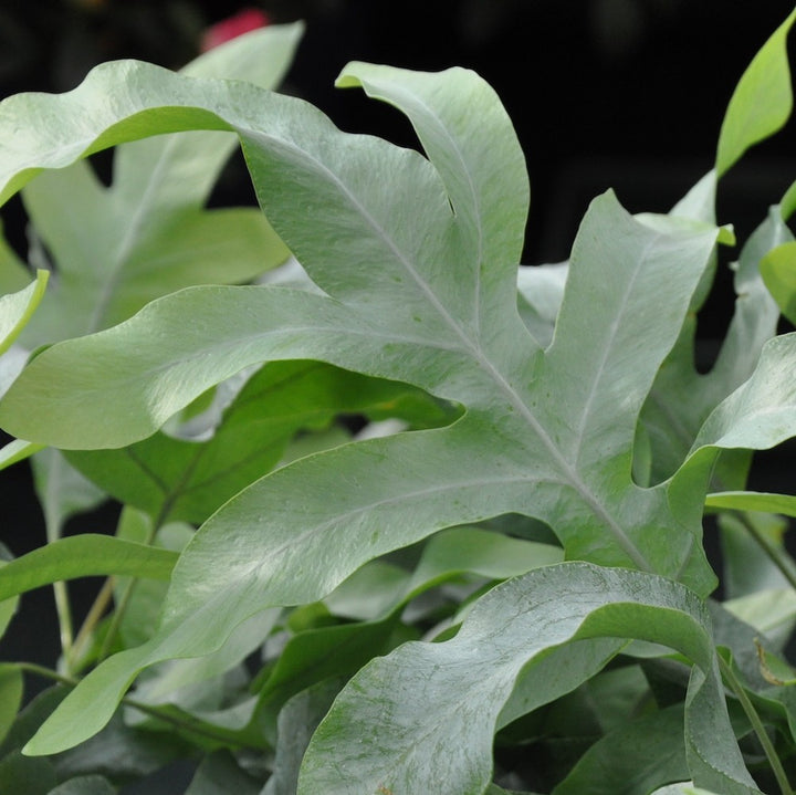 Phlebodium aureum 'Blue Star' - feriga Blue Star