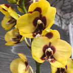 Comanda Orhidee Phalaenopsis Panda, de vanzare online, la preturi imbatabile!